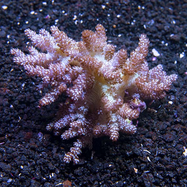 Green Kenya Tree Coral